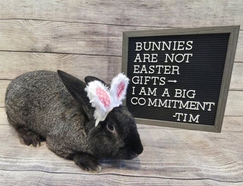 TIM - Flemish Giant available for adoption