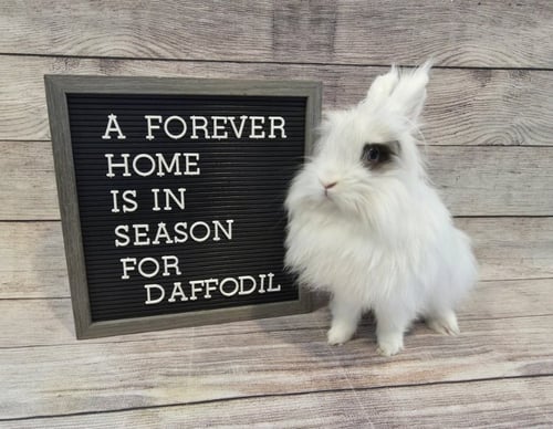 DAFFODIL