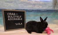 Lola - Photo 1