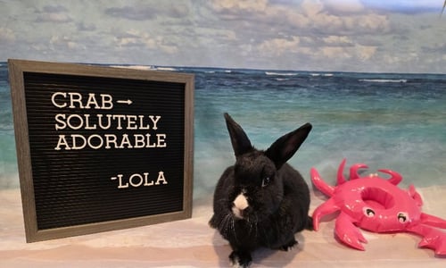 LOLA - Dutch available for adoption