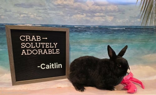 CAITLIN - Dutch available for adoption