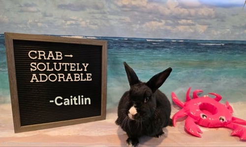CAITLIN - Dutch available for adoption