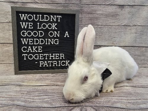 PATRICK - New Zealand available for adoption