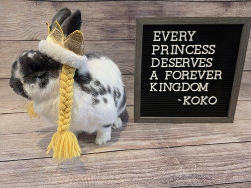 KOKO - English Spot available for adoption