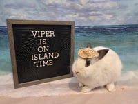Viper - Photo 3