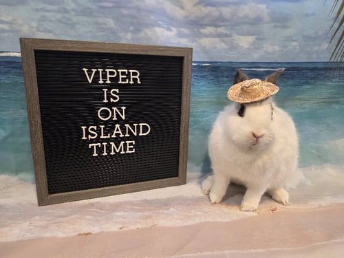 VIPER - Lionhead available for adoption