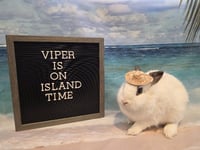 Viper - Photo 2