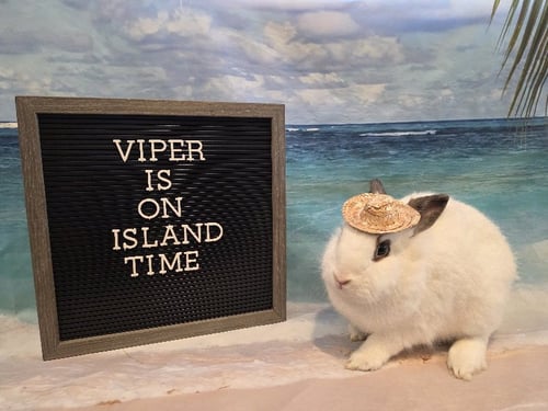 VIPER - Lionhead available for adoption