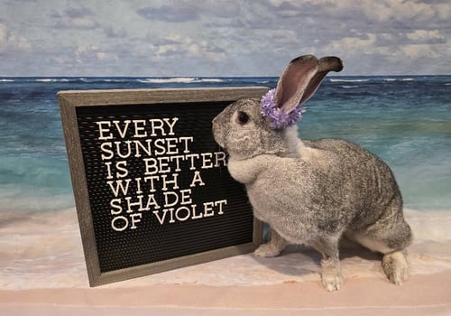 VIOLET - Chinchilla available for adoption