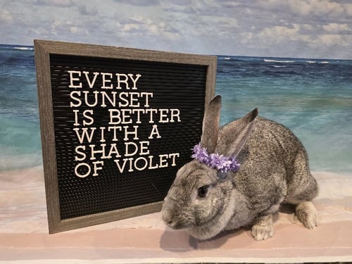 VIOLET - Chinchilla available for adoption