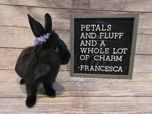 FRANCESCA