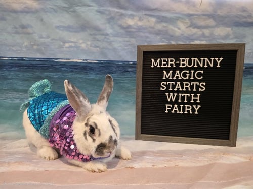 FAIRY - English Spot available for adoption