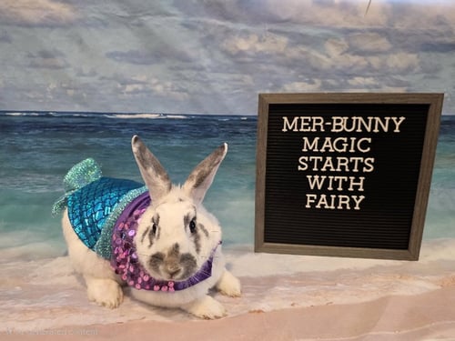 FAIRY - English Spot available for adoption
