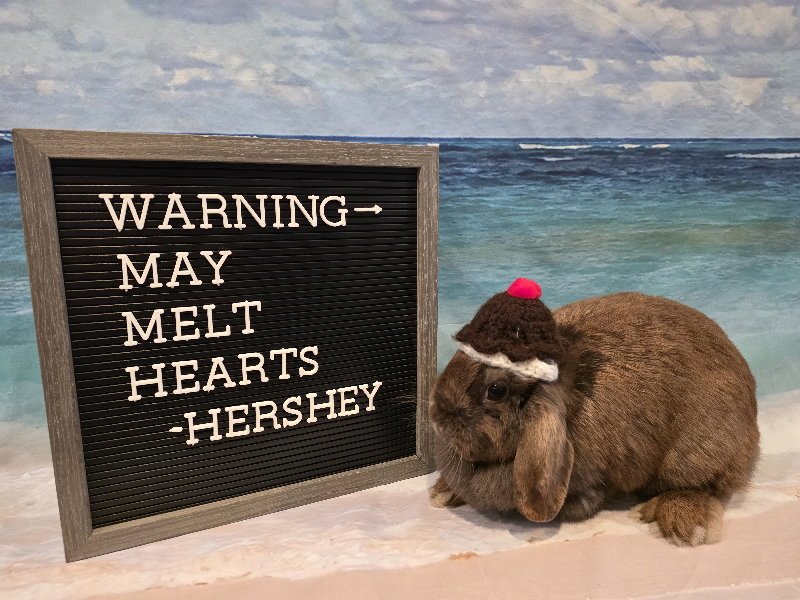 Hershey Image