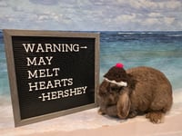 Hershey - Photo 1