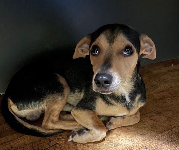 SPAM - Chihuahua available for adoption