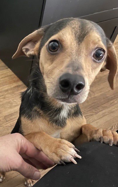 SPAM - Chihuahua available for adoption