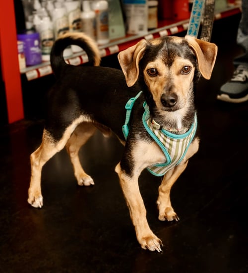 SPAM - Chihuahua / Yorkshire Terrier Yorkie available for adoption