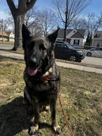Ranger - Photo 1