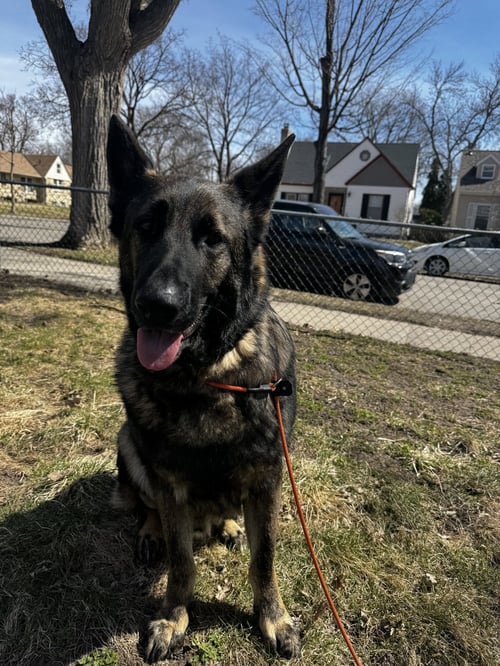RANGER - German Shepherd Dog available for adoption