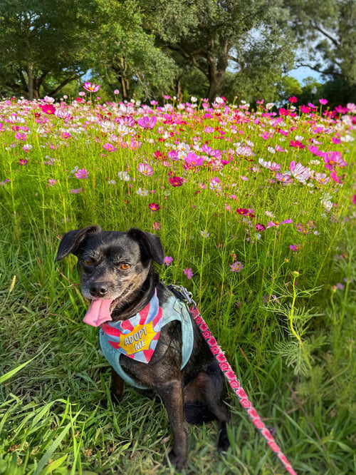 CHIQUITA