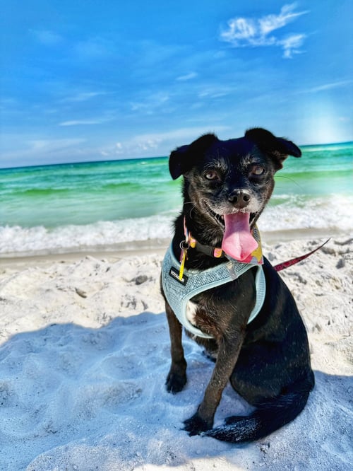 CHIQUITA - Chihuahua / Terrier available for adoption