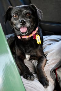 Chiquita - Photo 3