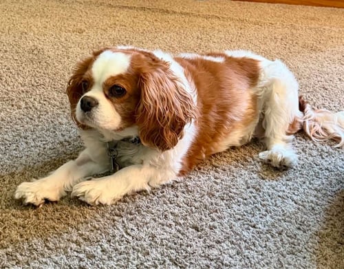 JACK - Cavalier King Charles Spaniel available for adoption