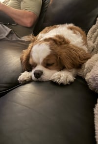 Jack - Photo 3