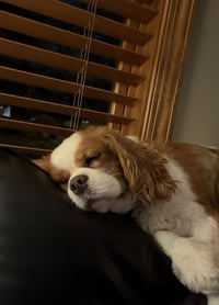 Jack - Photo 4