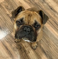Scooter - Photo 3