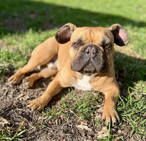 SCOOTER - French Bulldog available for adoption