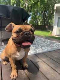 Scooter - Photo 6