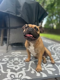 Scooter - Photo 7