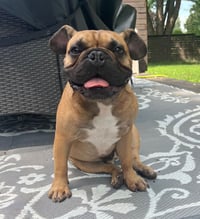 Scooter - Photo 5