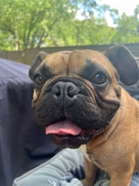 Scooter - Photo 8