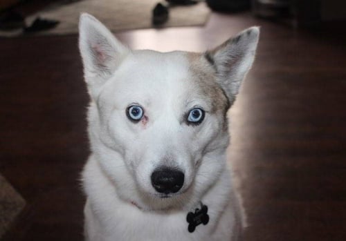 ALMA - Pomeranian / Husky available for adoption