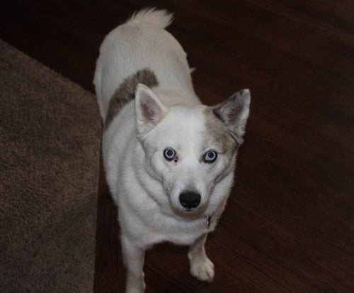 ALMA - Pomeranian / Husky available for adoption