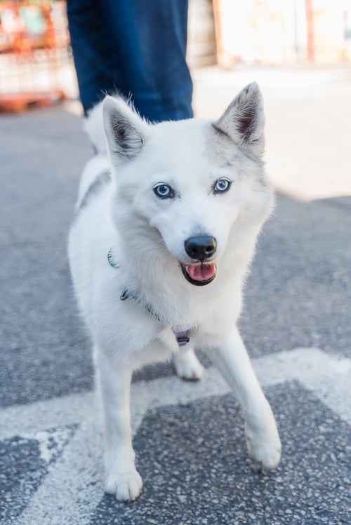 ALMA - Pomeranian / Husky available for adoption