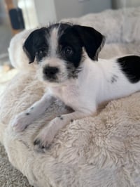 Bean - Photo 2