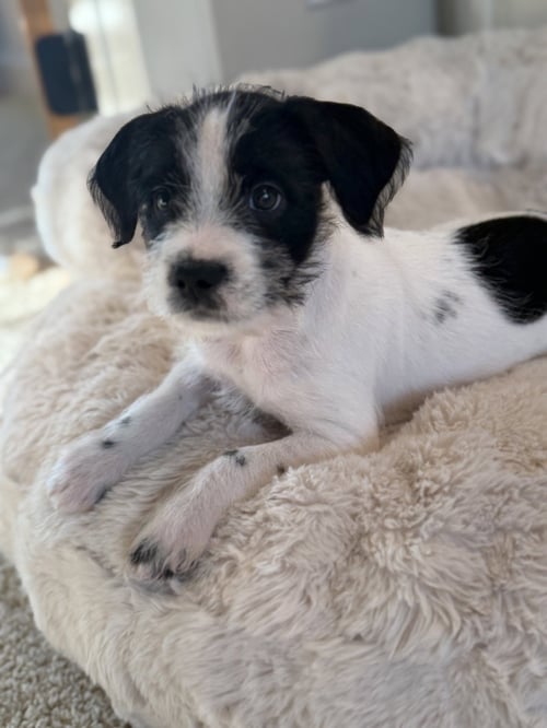 BEAN - Chihuahua available for adoption