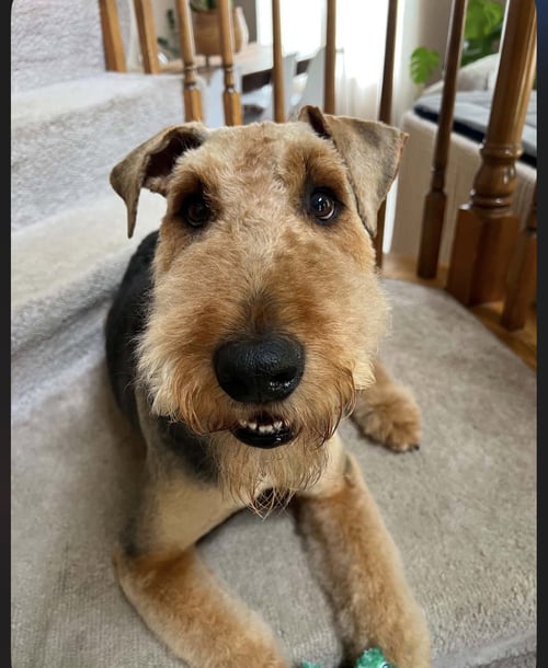 ROY - Airedale Terrier available for adoption