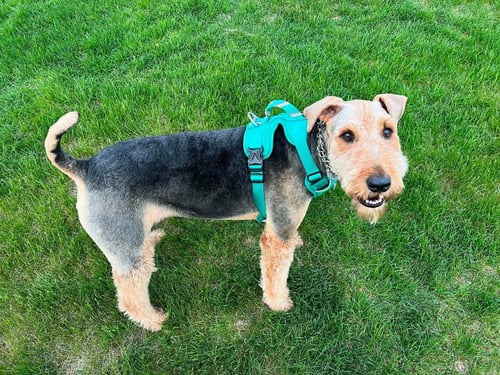 ROY - Airedale Terrier available for adoption