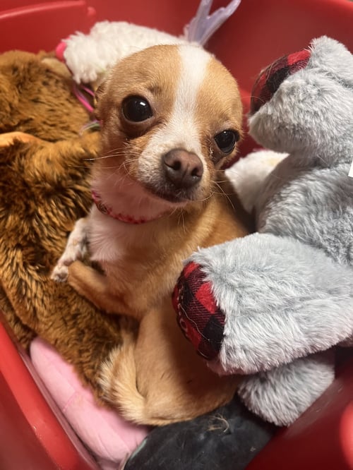 CHACHA - Chihuahua available for adoption