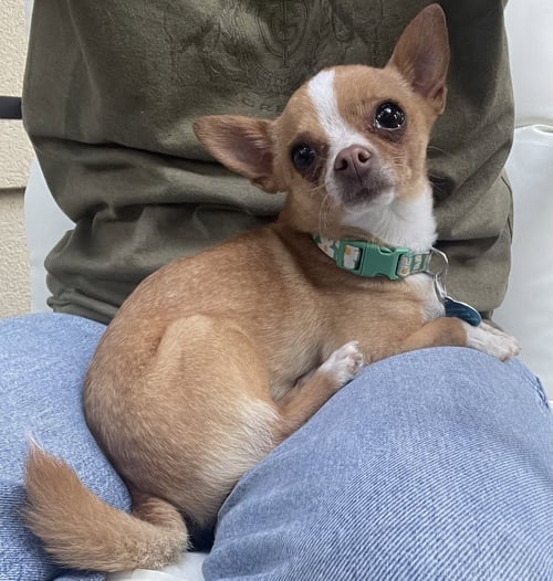 CHACHA - Chihuahua available for adoption