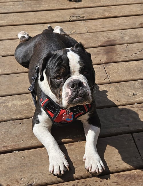 GHERKIN - Bulldog available for adoption
