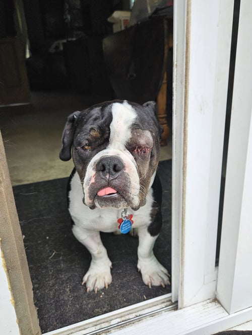 GHERKIN - Bulldog available for adoption