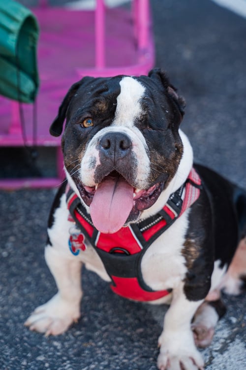 GHERKIN - Bulldog available for adoption