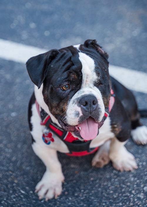 GHERKIN - Bulldog available for adoption