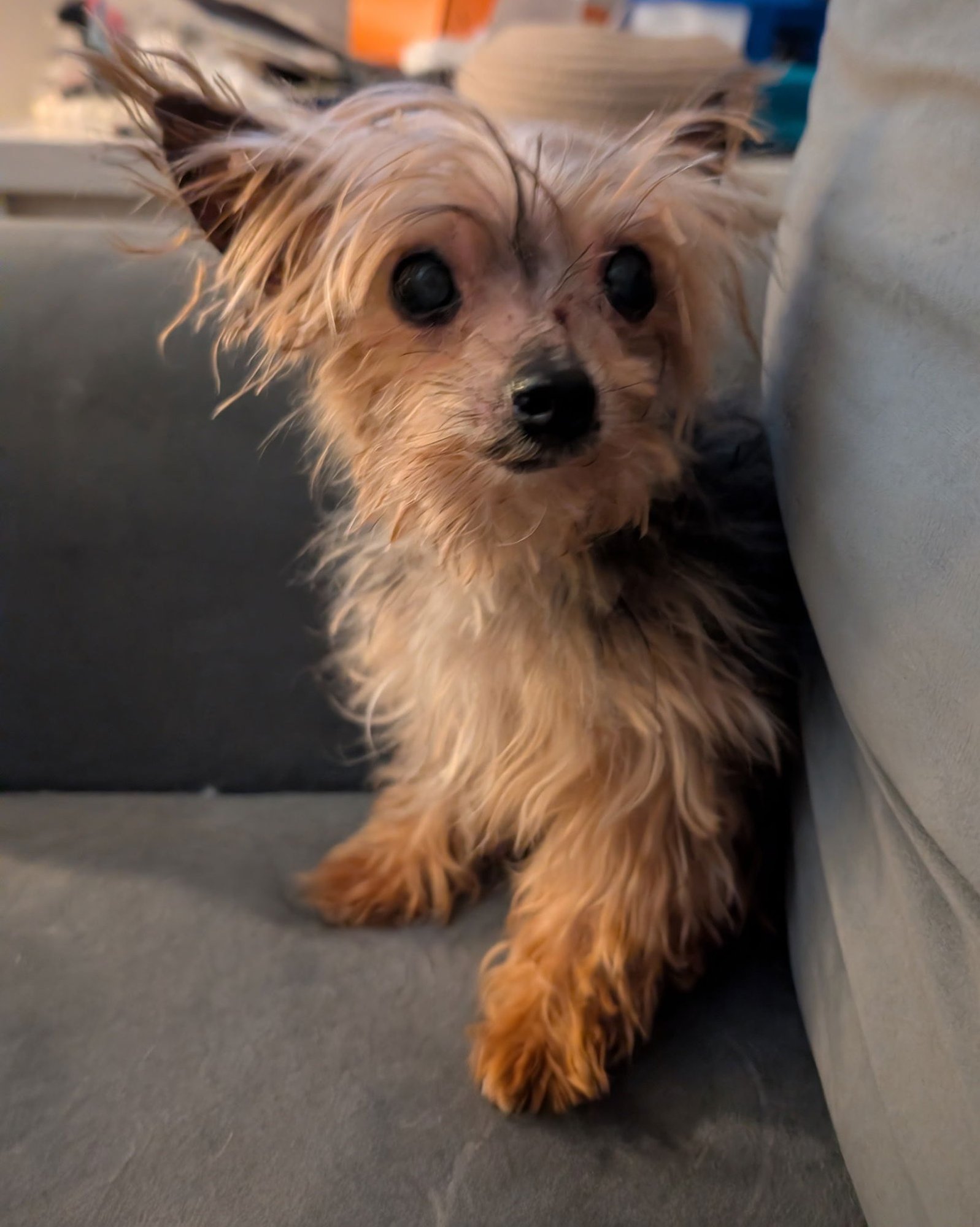 FRITZ - Yorkshire Terrier Yorkie available for adoption